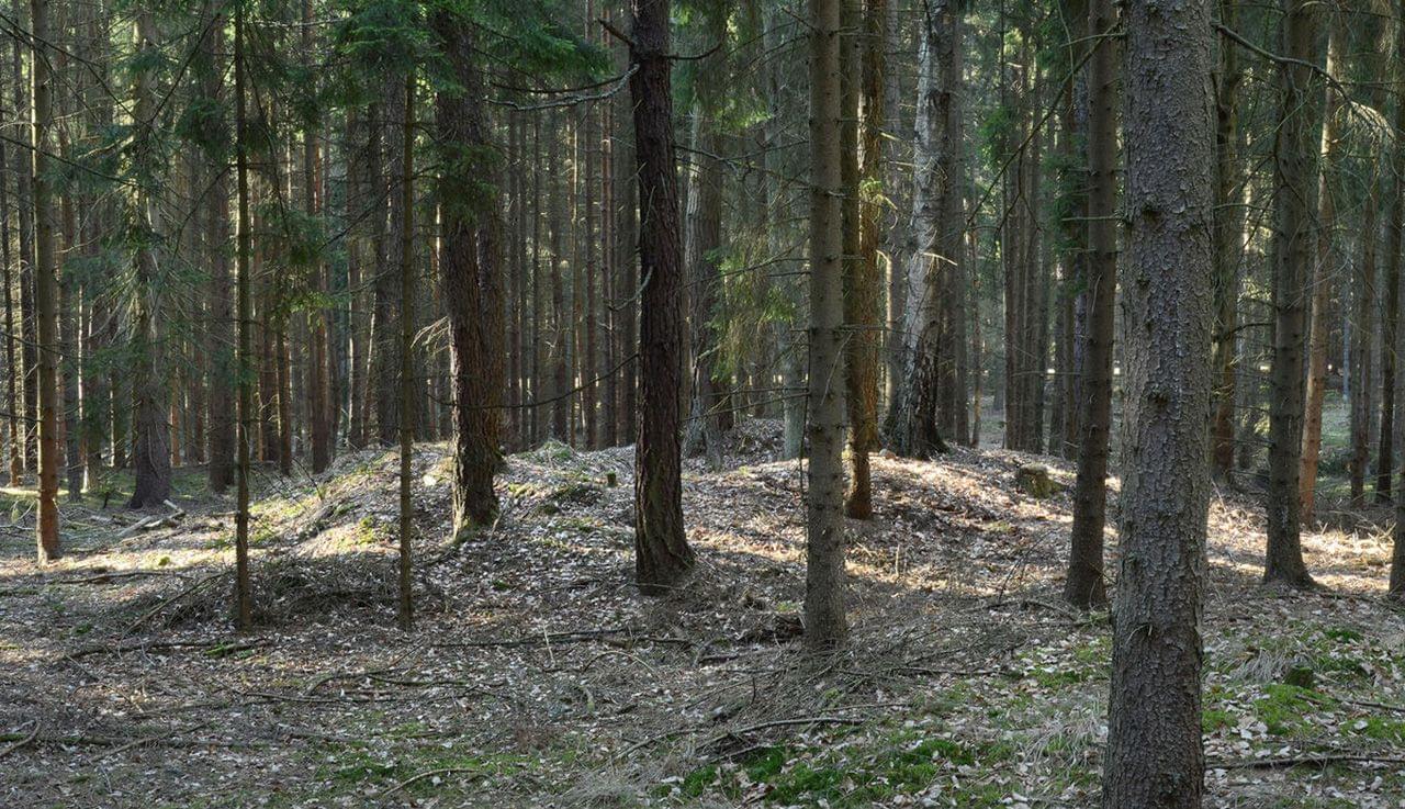 Pozůstatek jedné z mohyl na mohylovém pohřebišti Javor. Zdroj: Archeologický atlas ČR